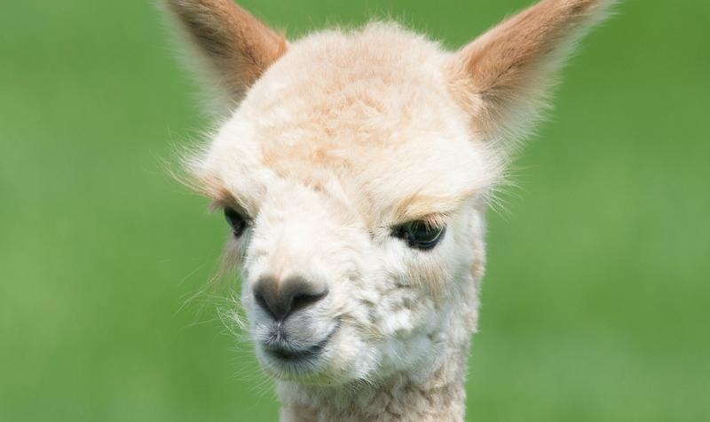 Three Cheers for Alpaca!