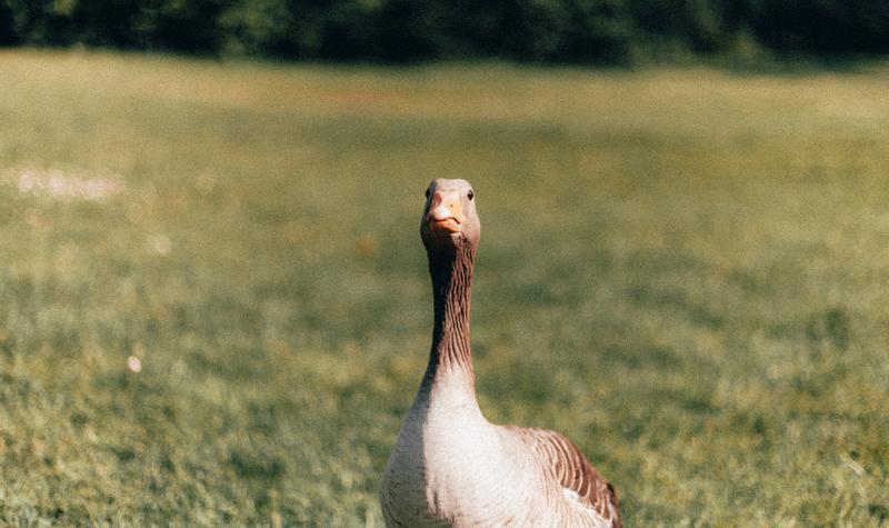 Escape from the Beak