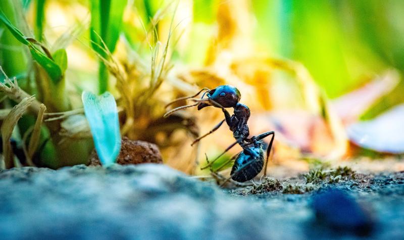 Ants Arguing With Grass - Insane Friday Edition