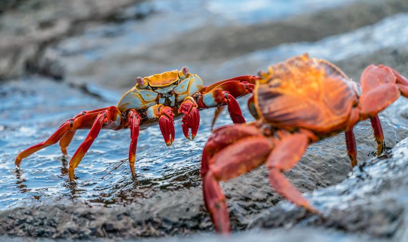 The Crab Family Goes Sailing for Aspirin