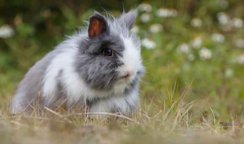 Battle of the Blue-Faced Bunnies