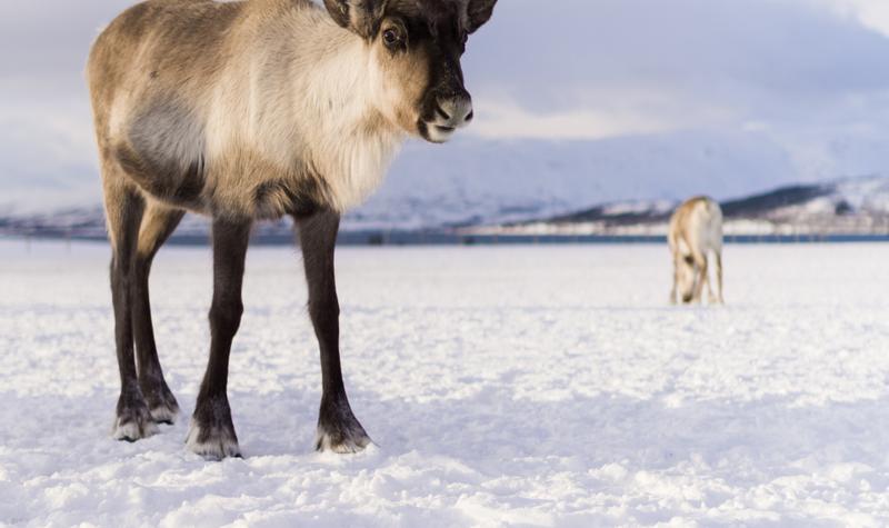 Rudolph the Ring-Bearer Flindeer