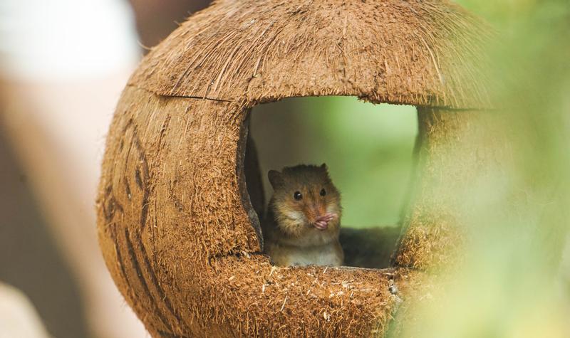 Ritualistic Pandemic Hamsters