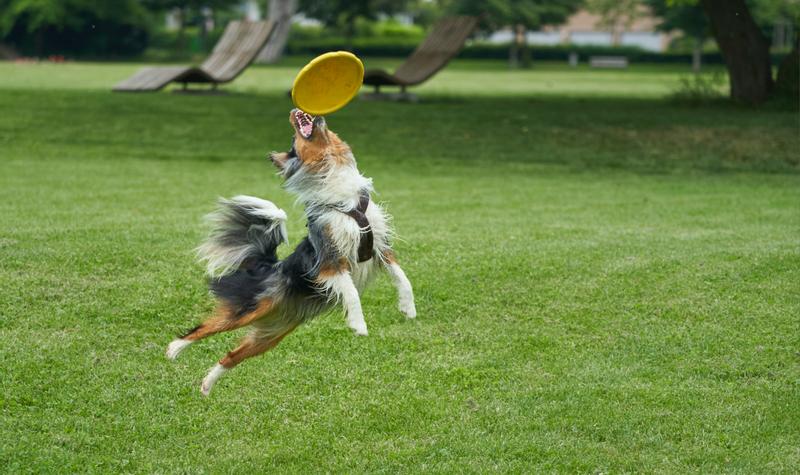 Norwegian Frisbee Attack!