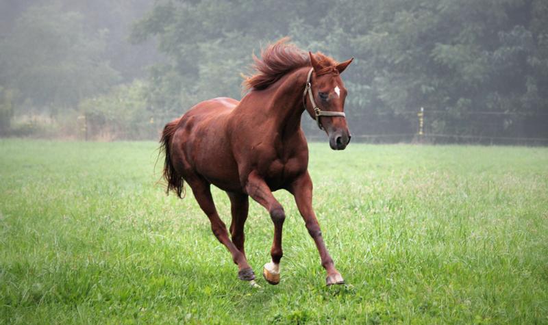 Nettled Mare