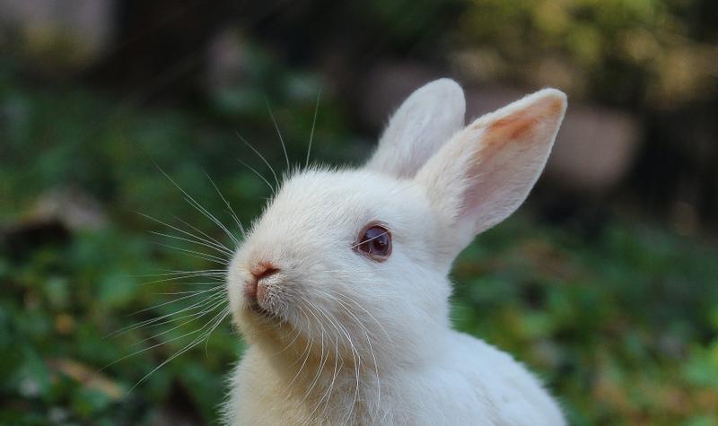 Pierre, Rabbit, and the Clumsy Sandwich