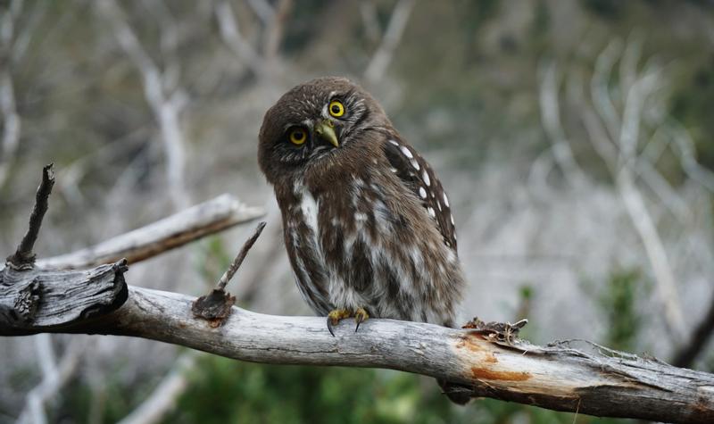 “Return to the Water!” Shouted Hoot